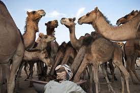 Basically it's just a crafted url to direct you to the right portion of google that you requested from the toolbar. Camel Vaccine Curbs Mers Threat At Source Scidev Net