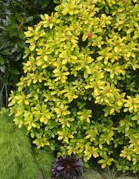 Here are our favorite evergreen shrubs. Go Gardening Helping New Zealand Grow Garden Inspiration Tips And Advice From The Expert