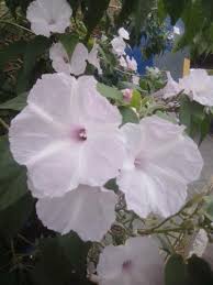 Image result for Ipomoea carnea