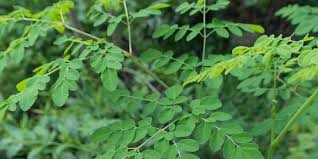 Beli biji benih bunga pohon kelor (moringa oleifera). 7 Manfaat Daun Kelor Untuk Kesehatan Bisa Meningkatkan Kekebalan Tubuh Merdeka Com