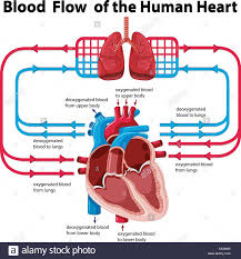 Chart Showing Blood Flow Of Human Heart Illustration Stock