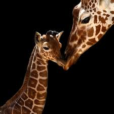 Public Gets To Name Dallas Zoo S Baby Giraffe Dallas Zoohoo