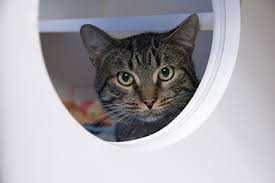 All adoption centers require appointments in advance. Adopt Whatcom Humane Society