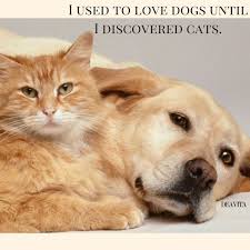These friendship quotes show how special great friends truly. Cats Vs Dogs Quotes And Funny Sayings For Your Beloved Pets