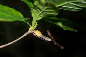 Image result for Leptactina