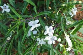 Image result for Clerodendrum ternatum
