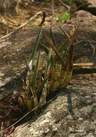 Image result for Eulophia petersii