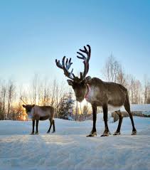 Republiken finland (listen to all)), is a nordic country in northern europe. Visiter La Finlande En Hiver Pere Noel Laponie 20 Choses A Voir Dans Le Pays