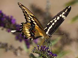 Fotos Las Imagenes Del Dia 06 08 2018 Imagenes Posar Fotos