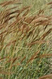 Image result for Eulalia aurea