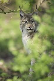 Lynx meat can be acquired from the various lynxes in quel'thalas, springpaw stalkers and elder springpaws in eversong woods, and the ghostclaw lynx, ghostclaw ravager and starving ghostclaw in the ghostlands. Lynx Welkom Wolf