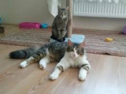 Kedi Eskisehir Fiyatlari Ikinci El Sifir Kiralik Ilanlar