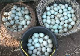 Cepat kuserahkan uang penjualan telur kepada ibu, sepulangku dari sekolah. Terbaik Wa 085200176579 Jual Telur Bebek Di Banyumas Harga Telur Bebek By Telur Asin Kebumen Medium