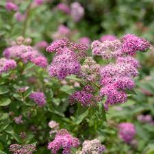 North carolina is a state of vast diversity, stretching from the purple ridges of the appalachian mountains in the west to the atlantic seashore in the east. Allegheny Chinkapin Castanea Pumila A North Carolina Shrub