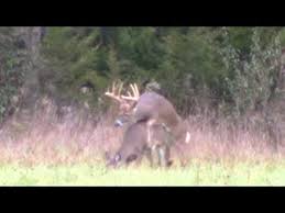 Hunter Waits Until Buck Breeds Doe Deer Deer Hunting Video Deer Hunting Videos Deer Breeds Deer Hunting