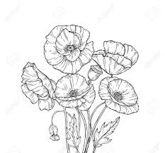Line drawing drawn with pen on white paper in 2019. Poppy Bouquet Line Art Poppies Flower Sketch Drawing Wall Artwork Royalty Free Cliparts Vectors And Stock Illustration Image 128173502