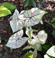 As tropical plants, fancy leaf caladium love heat. Care Of Caladium Plants Varieties Overwintering Flowers And More