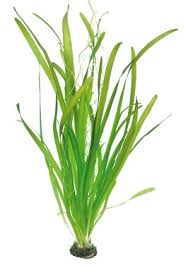 Image result for Vallisneria