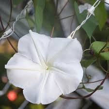 Image result for Ipomoea alba