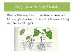 Plant Structure Growth Development Ppt Download
