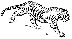 Black and white tiger clipart tiger clipart leave a comment check our collection of black and white tiger clipart , search and use these free images for powerpoint presentation, reports, websites, pdf, graphic design or any other project you are working on now. Free Tiger Clipart 1 Page Of Public Domain Clip Art Tiger Illustration Tiger Drawing Animal Drawings