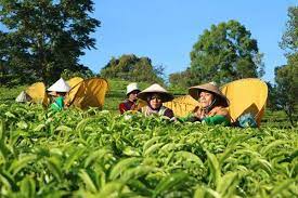 Maybe you would like to learn more about one of these? Produksi Teh Di Kebun Jolotigo Dipacu