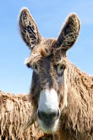 Neues Von Der Wegsite Poitou Esel Esel Tiere