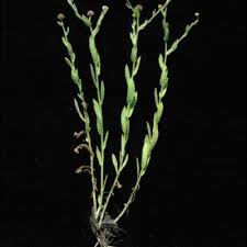 Image result for Sphaeranthus gazaensis