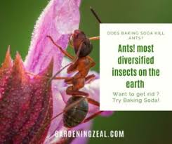While it's okay for humans, in ants, it's deadly. Does Baking Soda Kill Ants Burning Question Of The Time Gardening Zeal
