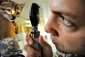 Check spelling or type a new query. Why Your Veterinarian Keeps Referring You To A Specialist