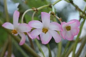 Image result for Begonia eminii