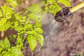 Pflanzenschutzmittel Selber Machen Mit Atherischen Olen