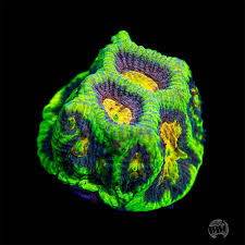 Image result for Platycoryne