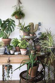 mademoiselle poirot house plants indoor plants plant decor