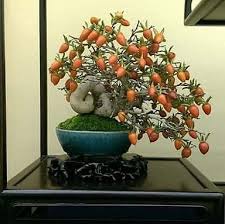 The colorful ball on top is gymnocalycium mihanovichii; 163 Likes 3 Comments ç›†æ ½ Bonsai ë¶„ìž¬Ø¨ÙˆÙ†Ø³Ø§ÛŒbonzaiØ¨Ù†Ø³Ø§ÛŒ Amin Hajimohamadi On Instagram Bonsaimente Bonsai Bonza Bonsai Bonsai Plants Bonsai Tree