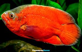 Most of the glofish are zebra danios, but some are based on the skirt tetra and they're even less suited to live with goldfish than danios are. The Ultimate Oscar Fish Care Guide 2021 Everything You Need To Know