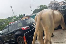 Estátua de leão de hamburgueria é encontrado e suspeito é preso em Campo Grande
