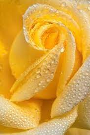 Yellow Rose Of Texas Yellow Roses Beautiful Flowers Beautiful Roses