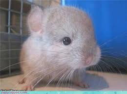 Remembering about the day i brought my baby chinchilla home makes me nostalgic. Daily Squee Cute Animals Cute Baby Animals Cute Animal Pictures Animal Gifs Gif Animals
