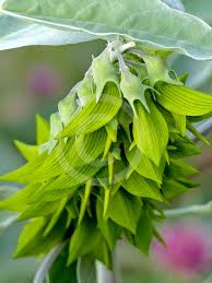 Image result for Crotalaria quarrei