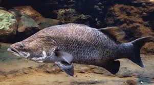 We did not find results for: Sekilas Mengenal Klasifikasi Dan Morfologi Ikan Kakap Putih Barramundi Lates Calcarifer Komoditas Laut Unggulan Biota Dunia Perairan