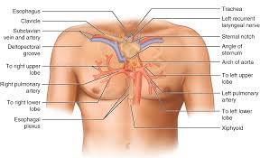 Viruses can also cause pain in the chest area. Chest Wall Anatomy Springerlink