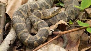 Most active during summer months in the morning hours. Snakes Of Colorado Museum Of Natural History University Of Colorado Boulder