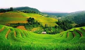 Dari jutaan hektar sawah padi di muka bumi ini, beberapa diantaranya menciptakan pemandangan maha dahsyat. Gambar Sawah Menunjukan Suasana Brainly Co Id