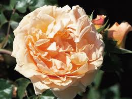 Rosa 'Dunham Massey'