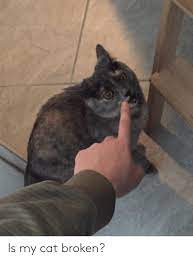 Is My Cat Broken Cat Meme On Me Me