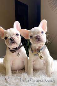 Check spelling or type a new query. 8 Weeks Old Platinum Frenchie Male French Bulldog French Bulldog Puppies Cream French Bulldog