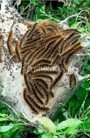 Caterpillars are larvae in the class insecta that turn into beautiful moths or butterflies. What Are Brown Tail Moth Caterpillars And Can They Harm Me Bournemouth Echo