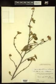 Image result for Grewia inaequilatera