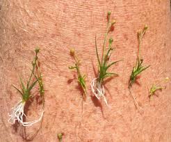 Image result for Subularia